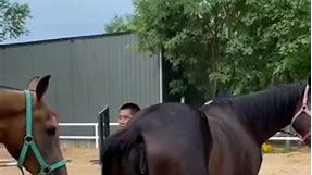Best wild horses Mare revolutionizing young foals future stallions Horses#breedingseason #fypシ゚viral #serenityfarmgypsyhorses #reelfb #usa #blueeyes #palominohorse | Bruce Banks