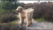 Boef our Australian Labradoodle 1-7 months