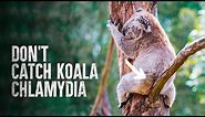 How To Survive A Koala Attack