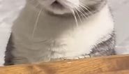 Shocked Cat 🙀 Surprised Cat | Funny Cat Videos 😸Cats in awe #catlover #cats #cat