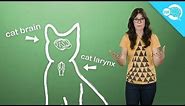 How (And Why) Do Cats Purr?