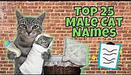 Top 25 Most Popular Male Cat Names