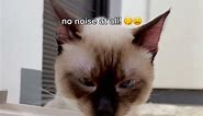 i got my cat a pet water fountain from VOOCOO 💦 | tofu the siamese cat #cats #siamese