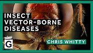 Insect Vector-Borne Diseases