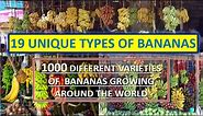 19 UNIQUE TYPES OF BANANAS. DIFFERENT VARIETIES OF BANANAS.