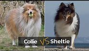 Shetland Sheepdog Sheltie vs Collie – Similarities and Differences
