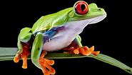 Frog Eyes: What Makes Them Unique?