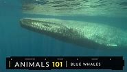 WATCH: Blue Whales 101