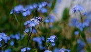 Flower, Forget Me Not, Blue. Free Stock Video