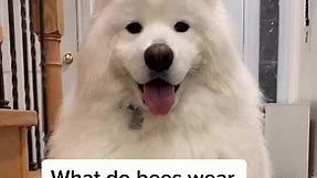 Bad pun dog back at it again with the bad puns