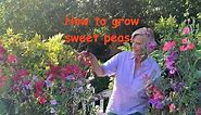 How to grow sweet peas - a step by step guide