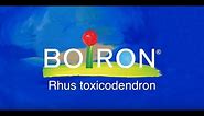 Rhus toxicodendron