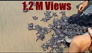 New Born Baby Turtles Released in the Ocean by The People
