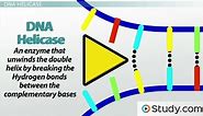 Helicase in DNA Replication | Definition & Function