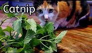Top Tips To Growing Awesome Catnip For Your Cats