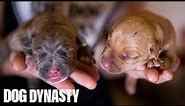 Hulk’s Pitbull Puppies Fight For Survival | DOG DYNASTY