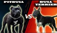 Pitbull VS Bull Terrier-Comparison