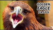 Golden Eagle Facts: North America's LARGEST Bird of Prey