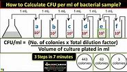 How to Calculate CFU per ml of Bacterial Sample? in 3 Steps || cfu/ml in Microbiology