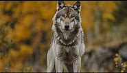 Wolves Animals Nature Video with Beautiful Background Music | 4K