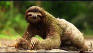 Three-toed sloth (Bradypus variegatus)