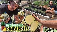 How to Propagate Hydroponic Pineapples