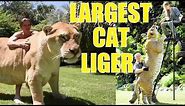 Liger | The Largest Cat in The World (Compilation #1)