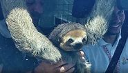 Adorable Sloth Steals Show During Live Launch