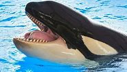 Orca Lifespan: How Long Do Orcas Live?