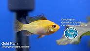 Keeping the Gold Ram Cichlid Fincasters Episode 117