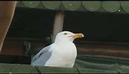 Seagull meme