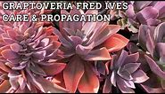 Graptoveria Fred Ives Care and propagation