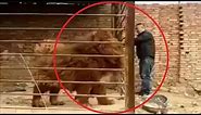 Largest Tibetan Mastiff 100% Real!!!