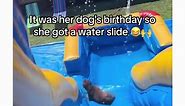 Hilarious Dog Party | Funny TikTok Memes | ESPN