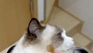 😂💙 #reels #reel #cat #cats #rescuecat #cutecat #cutecats #catlover #catlovers #domesticcats #petlover #petlovers #catlovers #tabbycat #funnycatvideos #tonythetabbycat #gigithetabbycat #tonyandgigi #meme #furbaby #floof #catlife #funnycat #hilariouscat #catmomlife #adorablecat | Isaac & Burgess