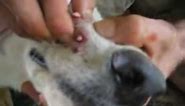 10 Botflies Removed From Dog's Snout