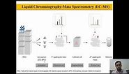 Liquid Chromatography–Mass Spectrometry LC MS