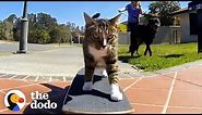 Most Talented Cats in the World | The Dodo