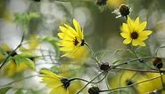Plant Review: Perennial Sunflower [Helianthus angustifolius]