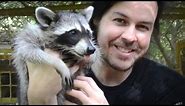 Rescuing Baby Raccoons - How to feed and raise coon babies