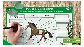 Parts of the Body of a Horse - Labelling Activity