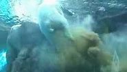 Polar Bear Poops Underwater (Original)