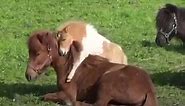 Baby Pony Gives The Cutest Hugs