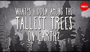What's hidden among the tallest trees on Earth? - Wendell Oshiro