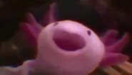 Axolotl Yawn Compilation(Meme)