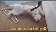 Even Cats Have Mood Swings 🤣 Funny Cat Videos will Make you Laugh 😂 Watch till the End 😁