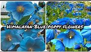Himalayan Blue poppy flowers| blue poppy flowers|Himalayan flowers|Himalayan Blue poppy|blue poppy