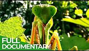 World's Biggest & Baddest Bugs! | Free Documentary Nature