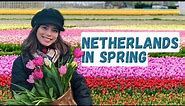 How to Enjoy the Tulips in the Netherlands (Your Ultimate Guide!)