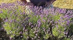 Lavender Hidcote English Lavender #lavender #gardening #gardentipsforbeginners #plants | Dave The Plantman